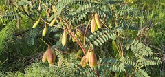Erophaca baetica