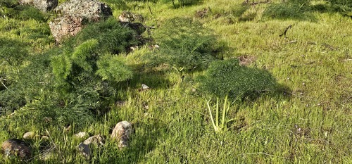 Ferula communis, photograph 1