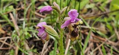 Ophrys tenthredinifera, photograph (c) Barry Stewart, some rights reserved (CC BY)