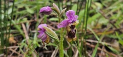 Ophrys tenthredinifera