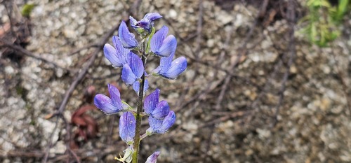 Lupinus angustifolius, photograph 5