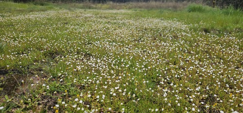 Bellis annua, photograph 1