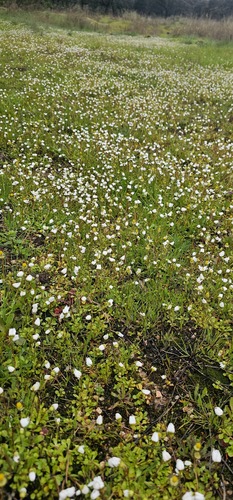Bellis annua, photograph 3