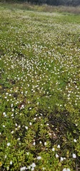 Bellis annua, photograph (c) Barry Stewart, some rights reserved (CC BY)
