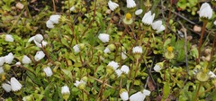 Bellis annua