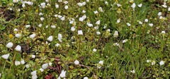 Bellis annua, photograph (c) Barry Stewart, some rights reserved (CC BY)