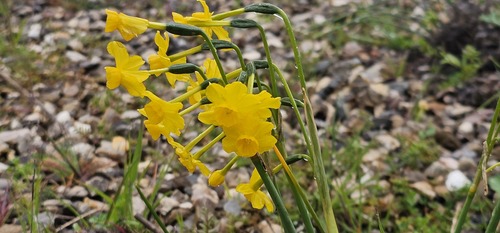 Narcissus jonquilla, photograph 1