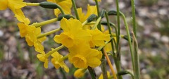 Narcissus jonquilla, photograph (c) Barry Stewart, some rights reserved (CC BY)