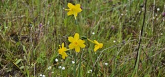 Narcissus jonquilla