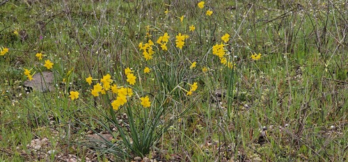 Narcissus jonquilla, photograph 3