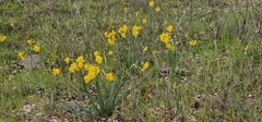 Narcissus jonquilla, photograph (c) Barry Stewart, some rights reserved (CC BY)