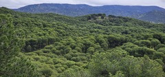 (c) Barry Stewart, some rights reserved (CC BY) Pinus pinea, photograph (c) Barry Stewart, some rights reserved (CC BY)