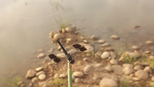 Northern Banded Groundling