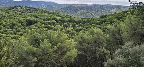 Pinus pinea, photograph 4