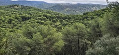 (c) Barry Stewart, some rights reserved (CC BY) Pinus pinea, photograph (c) Barry Stewart, some rights reserved (CC BY)