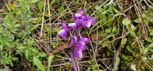 Anacamptis morio, photograph 2
