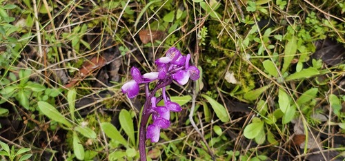 Anacamptis morio, photograph 3