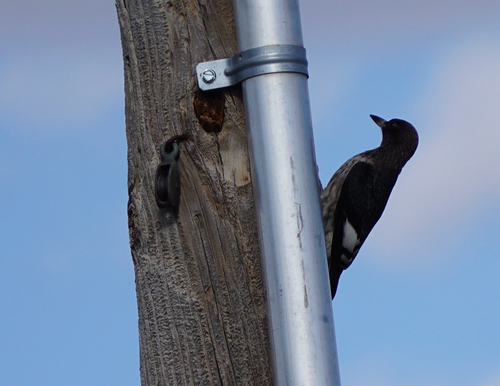 Red-headed Woodpecker