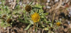 (c) Barry Stewart, some rights reserved (CC BY) Pallenis spinosa, photograph (c) Barry Stewart, some rights reserved (CC BY)