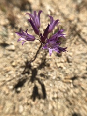 Allium denticulatum