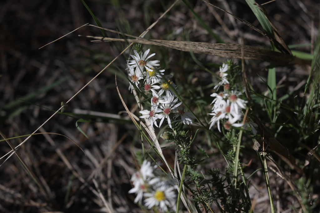Symphyotrichum falcatum; photograph author not stated, no rights reserved
