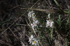 Symphyotrichum falcatum