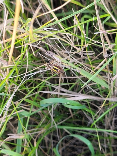 Banded Garden Spider