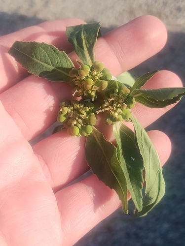 Euphorbia davidii, photograph 4