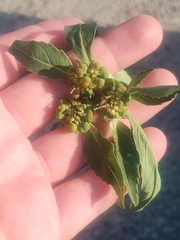 author not stated, no rights reserved Euphorbia davidii, photograph author not stated, no rights reserved