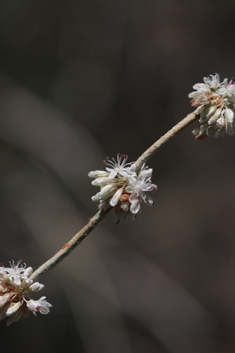 Eriogonum racemosum, photograph 3