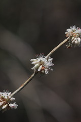 Eriogonum racemosum, photograph author not stated, no rights reserved