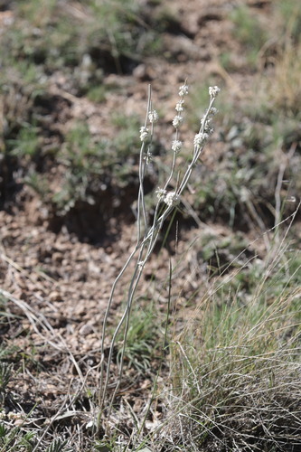 Eriogonum racemosum, photograph 4