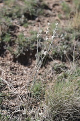 Eriogonum racemosum, photograph author not stated, no rights reserved