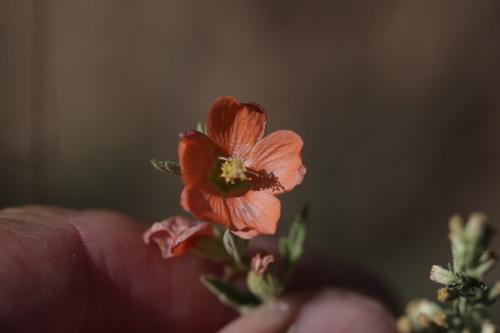 Sphaeralcea angustifolia, photograph 5