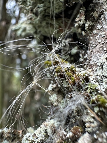 Tillandsia complanata, photograph 1