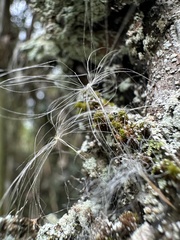 Tillandsia complanata