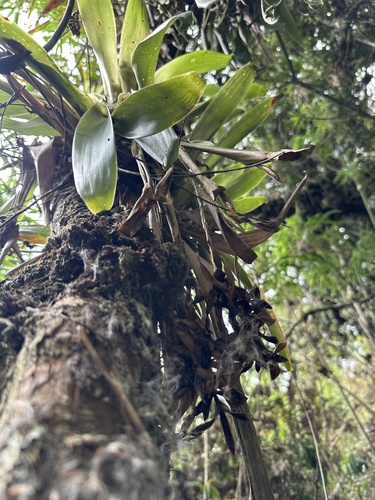 Tillandsia complanata, photograph 4