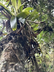 (c) Nicolás Baresch Uribe, some rights reserved (CC BY) Tillandsia complanata, photograph (c) Nicolás Baresch Uribe, some rights reserved (CC BY)