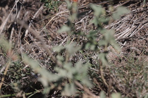 Sphaeralcea angustifolia, photograph 6