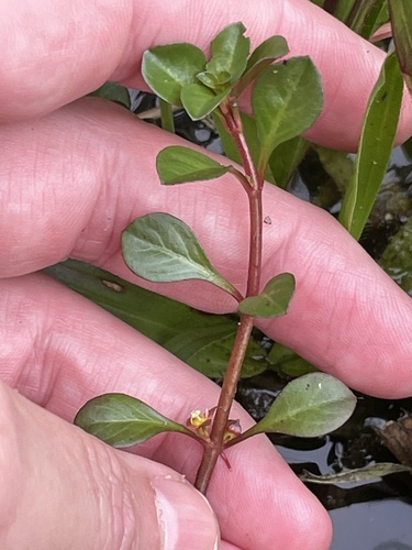 Ludwigia repens observed 2026-09-10