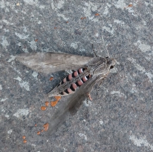 Convolvulus Hawkmoth