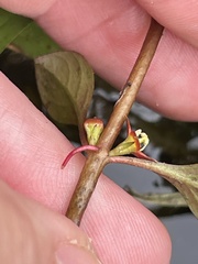 (c) James Hardee, some rights reserved (CC BY) Ludwigia repens, photograph (c) James Hardee, some rights reserved (CC BY)