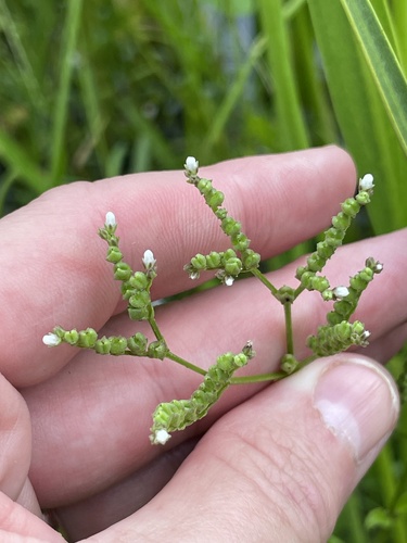 Mitreola petiolata