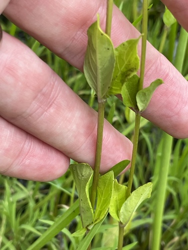Mitreola petiolata, photograph 2