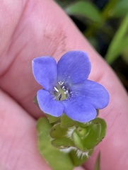 Bacopa caroliniana