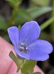 Bacopa caroliniana, photograph (c) James Hardee, some rights reserved (CC BY)