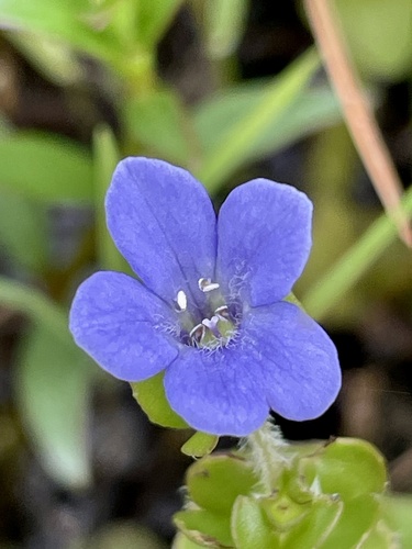 Bacopa caroliniana, photograph 3