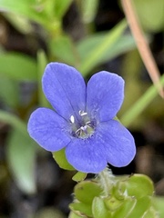 Bacopa caroliniana, photograph (c) James Hardee, some rights reserved (CC BY)