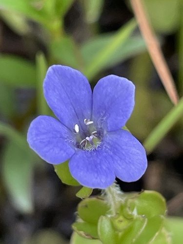 Bacopa caroliniana, photograph 4