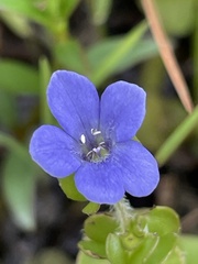 Bacopa caroliniana, photograph (c) James Hardee, some rights reserved (CC BY)